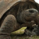 1000 years ago, giant 300-pound turtles lived in Madagascar