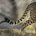 How different types of animals use their tail