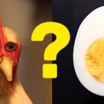 Вчені розповіли, що з'явилося раніше – курка чи яйце