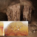 Cave spiders in Israel have lost their eyes, and there is a scientific explanation for this