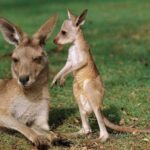 How kangaroos are born - Australia's most amazing animals