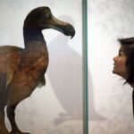 Los genetistas quieren resucitar a los pájaros dodo. ¿Por qué otros científicos están en contra?