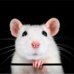 Scientists transplanted a human brain into a rat - how will this help in the treatment of deadly diseases?