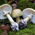The most poisonous mushroom in the world - where it grows and how it affects people