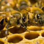 Вчені б'ють на сполох: кількість бджіл зменшується навіть у лісах, незайманих людиною