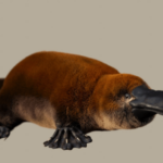 Scientists discover platypus-like creature 70 million years old