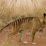 Did Tasmanian tigers really live into the 90s?