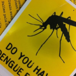 Tropical dengue virus found in Russia. Why is it dangerous and how to protect yourself from it?
