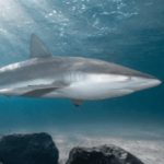 Люди полювали на акул біля берегів Ізраїлю 6000 років тому
