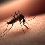 Scientists talk about the dangers of mosquito bites