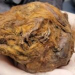 Forskere har løst mysteriet med mumien til en mystisk skapning 30 000 år gammel