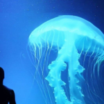 The most dangerous jellyfish in the world: their poison takes life in 5 minutes