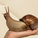 170 thousand years ago people ate giant snails