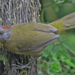 Вчені виявили два види отруйних птахів — їхня отрута здатна вбити людину