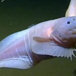 Scientists have found a fish that lives at a depth of more than 8,000 meters - this is a record among animals