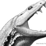 Wat was het "kikkervisje uit de hel" - een vreselijk roofdier dat 330 miljoen jaar geleden leefde