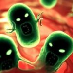 Несподівані переваги старіючих клітин-зомбі у саламандр