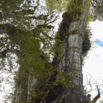 The oldest tree on Earth discovered - it has been growing for over 5,000 years