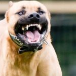 7 Most Dangerous Dog Breeds That Can Attack Humans