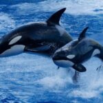 Las orcas atacan a las personas, ¿por qué dan más miedo que los tiburones?