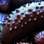 Why sea cucumbers are a good remedy for diabetes?
