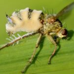 Comment un champignon zombifie les mouches et leur fait faire des actions folles