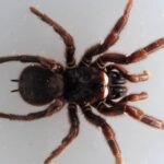 Найбільш смертоносний павук може змінювати отруту залежно від настрою