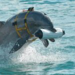 Fighting dolphins and scout whales: how marine animals are used for military purposes