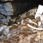 Une grotte intacte avec des ossements de mammouths, d'ours et de rhinocéros découverts en Sibérie, mais personne n'y vivait