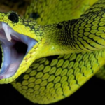 Poisonous snakes will bite people more often - there is a good reason for this